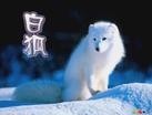 白狐传说