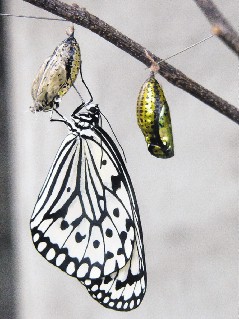 【争鸣】蝴蝶·蛹（现代诗）