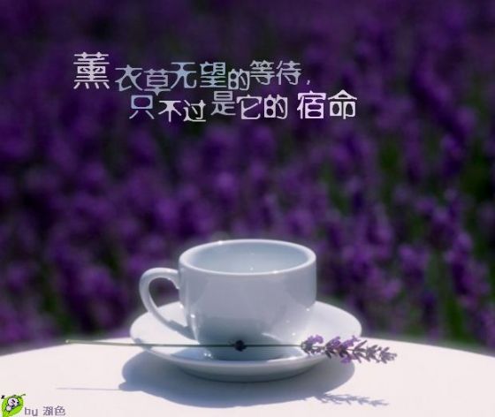 牛小说_漂牛小说薰衣草花语