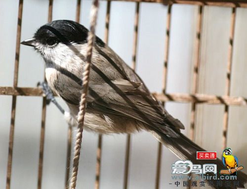 指间小说红子是个鸟