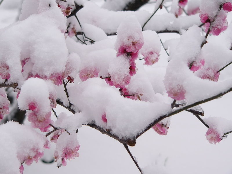 【散文:雪】