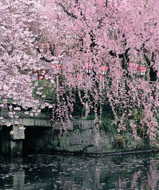 【梧桐合奏】流水落花(外一首)