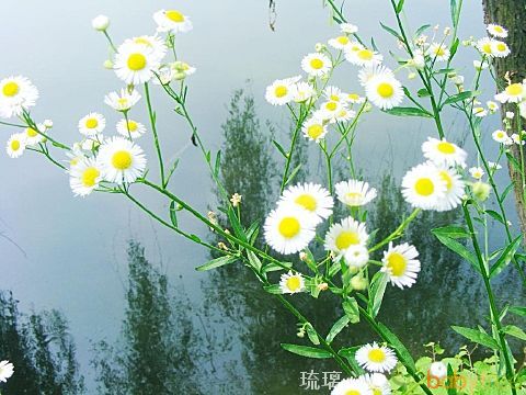 水边的野菊花