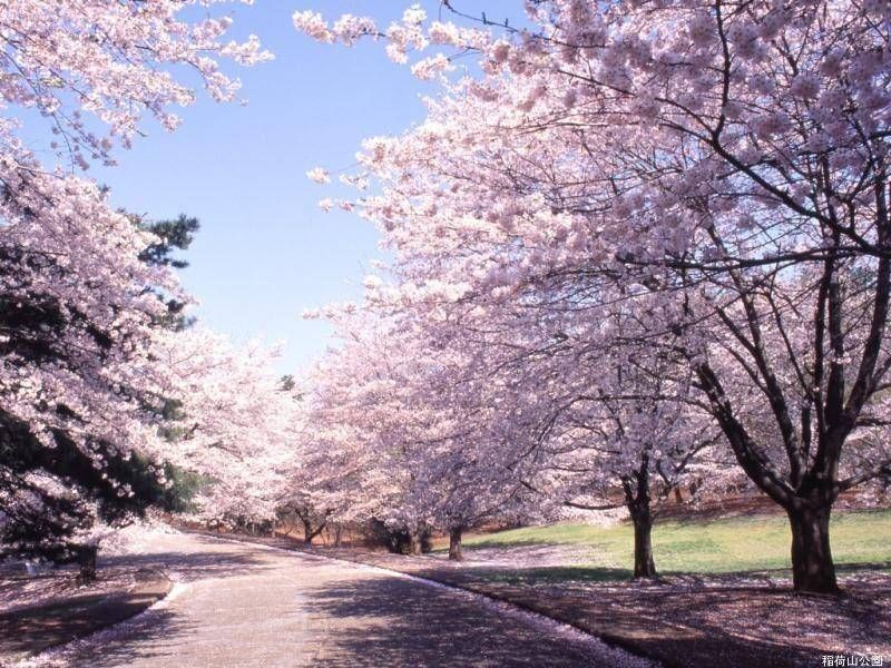 【朝花夕拾散文】花开花谢花满天