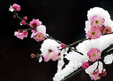 花红什么成语_海花红是什么(3)