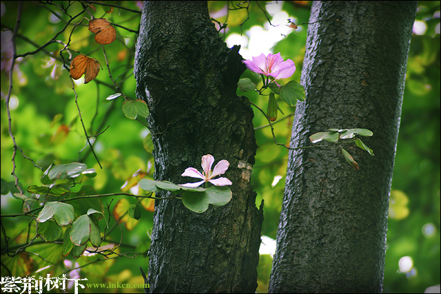 【散文·家园】紫荆树下的相依为命