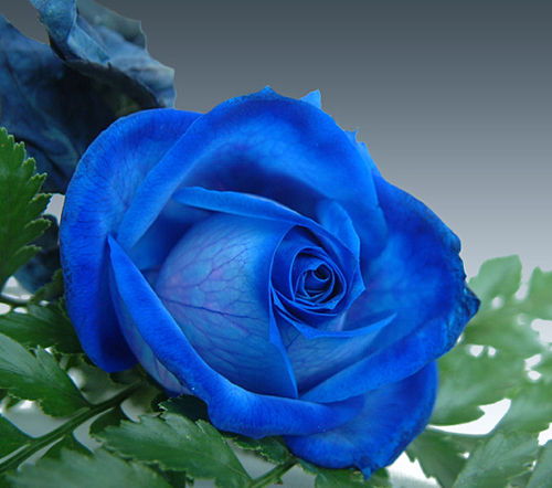 【梧桐诗情】夕阳花与蓝玫瑰