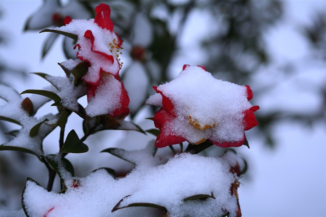 用雪花清洗寂寞的视野