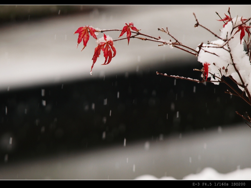 【菊韵☆现代诗歌】三月深处的雪