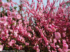 【诗歌比赛】三月的那些桃花（组诗·上）