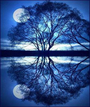 【天涯现代诗】动诗，月光种在树心