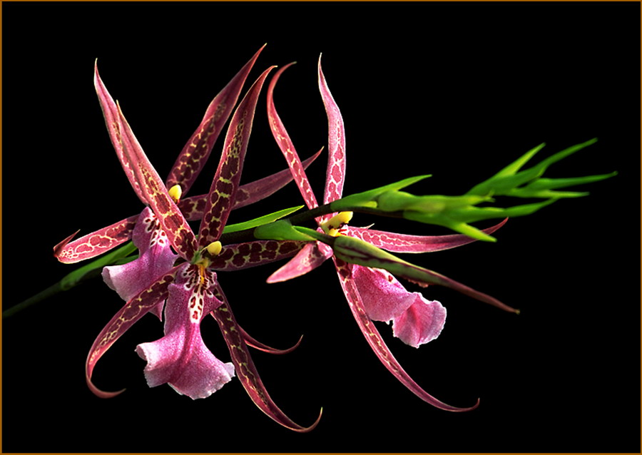 最名贵的花_中国最名贵的花 最贵兰花5000千万图片 最高贵的花 世界上最