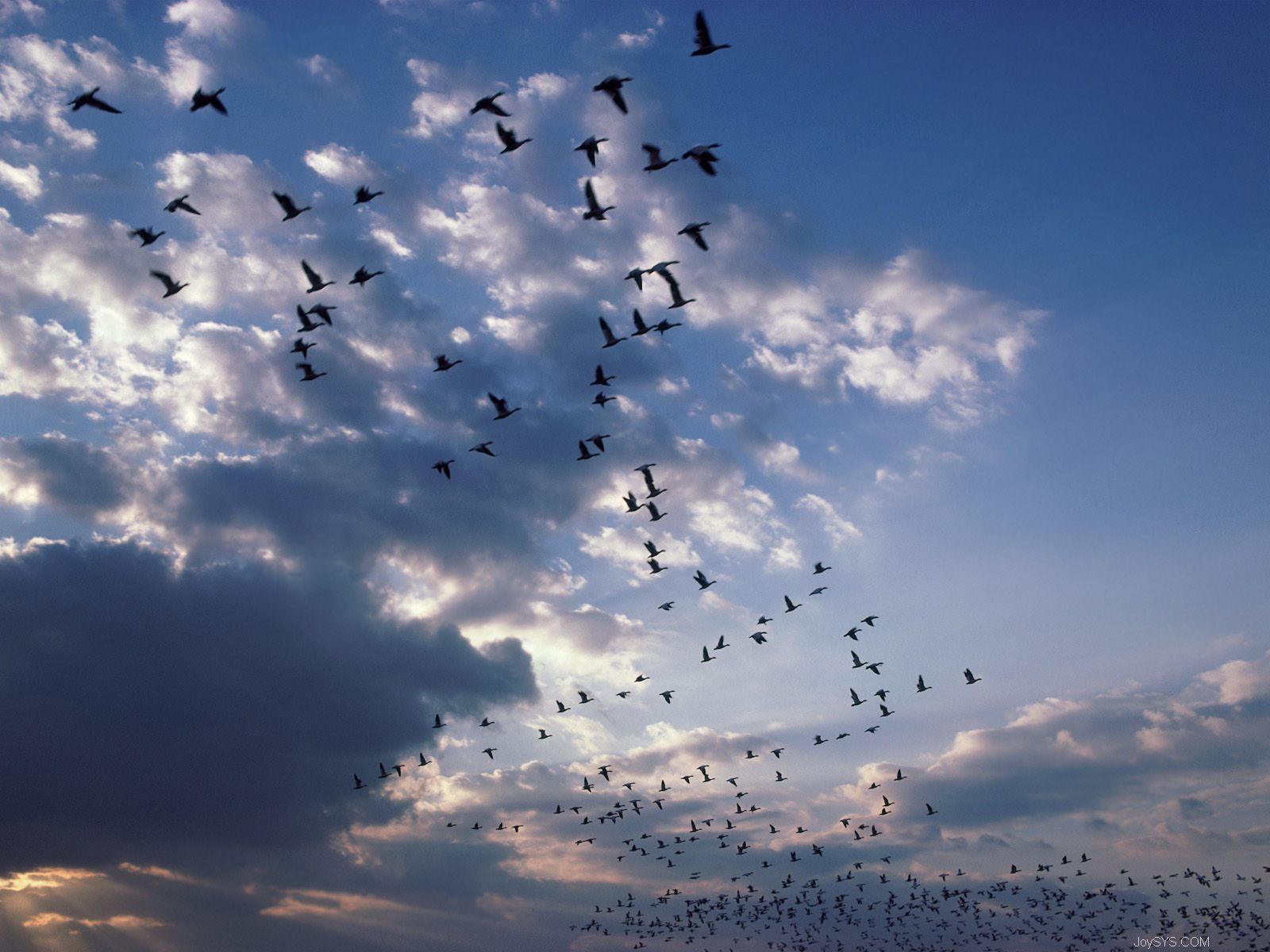 【新诗大观】天上的鸟都到哪里去了？