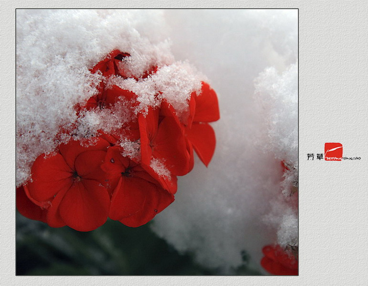 【海蓝·诗歌】2012年的第一场雪