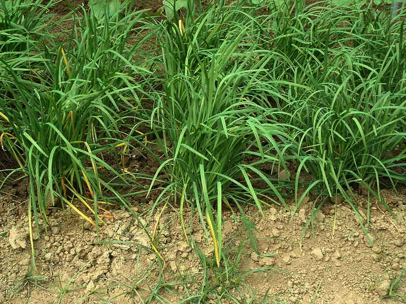 母亲的菜园子(<em>散文</em>诗组选<em>二</em>)_江山文学网