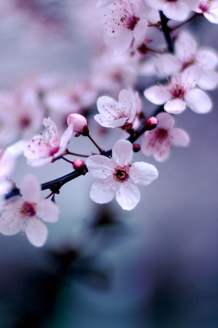 『逝水流年*现代诗』春天是一朵为你而开的花
