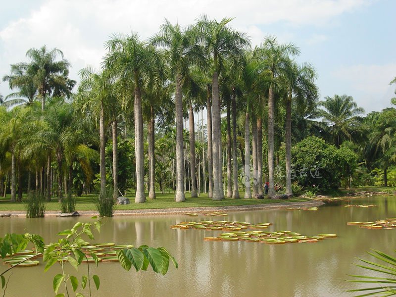 游西双版纳热带植物园