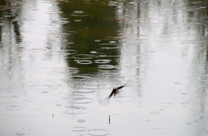 雨中燕影; 【心灵·诗歌】孤燕思归(外一首)