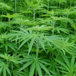 山水健身养颜防衰圣品巴马火麻散文