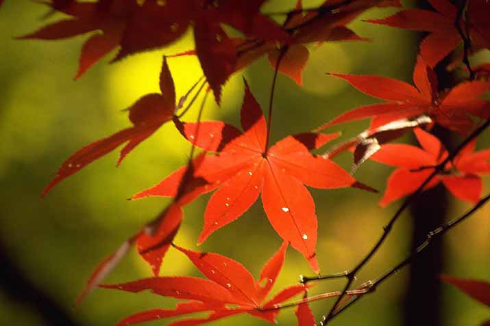 【东北】秋，季节的相约（诗歌）