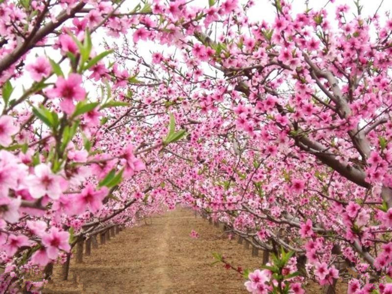 桃花运简谱_桃花运简谱歌谱(2)