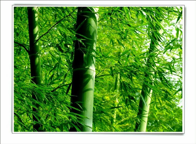 【雅韵】最是虚心留气节(散文)