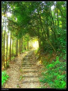雅韵走岔路散文