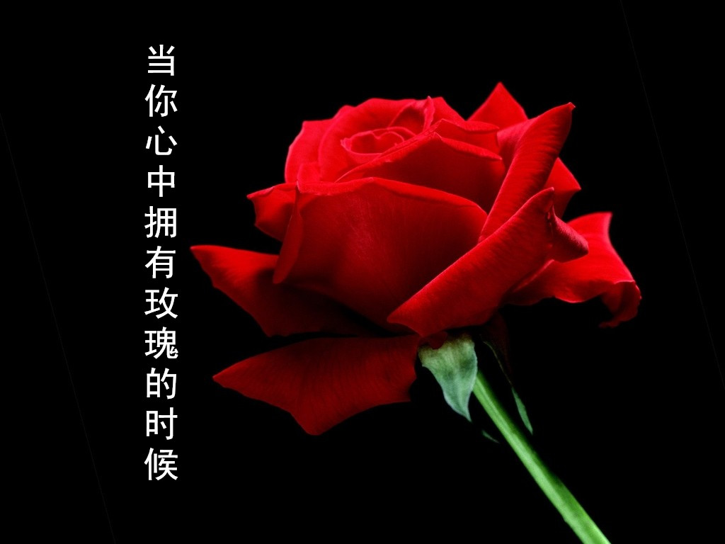 【文缘】当你心中拥有玫瑰的时候(散文)