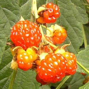 大兴安岭东北林区,生长着一种貌不惊人,形状却很奇特的野果——托盘