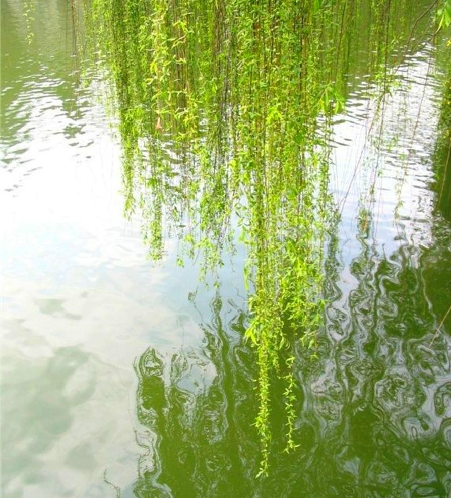沿岛向西而行,隔路就是柳树湾了.