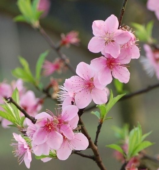 【江南】桃花雨（小说）