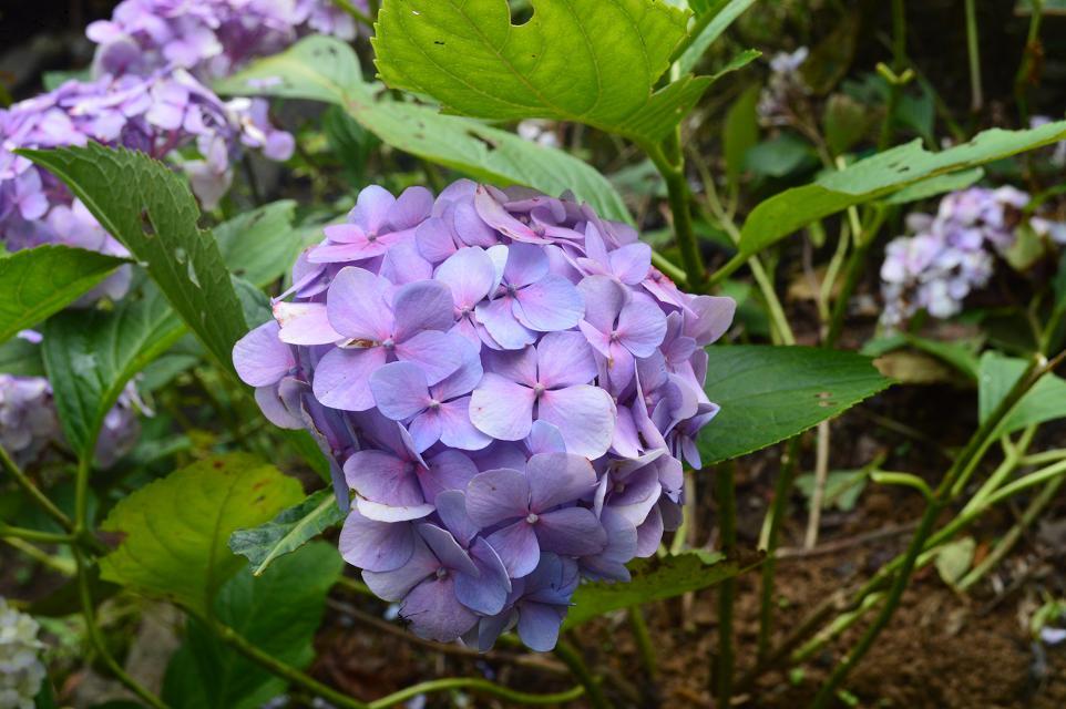 {兰花优美散文}.