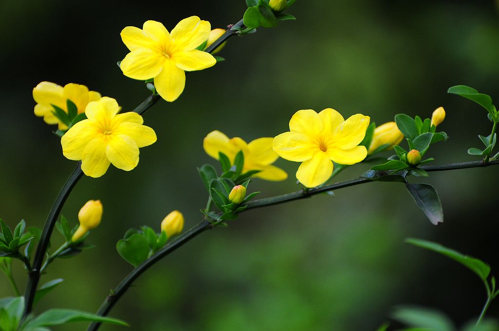 迎春花简谱_迎春花简谱歌谱(2)