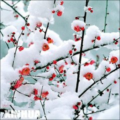 【山水】寒梅(小说)