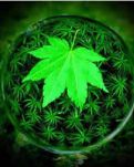 水晶球的秘密1：黑眼睛之恋