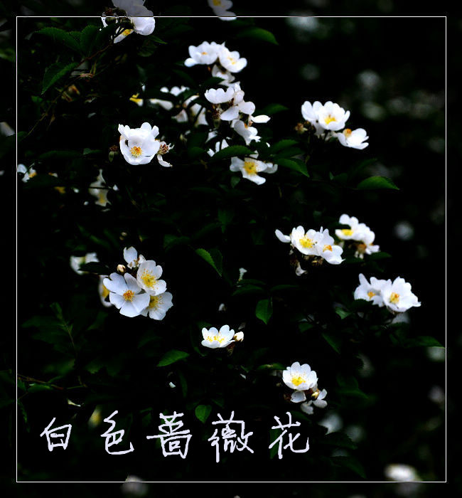 『逝水流年*散文』开都河畔的白色蔷薇花