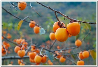 秋天来了,这是一个丰收的季节... www.vsread.com 宽400x272 ...