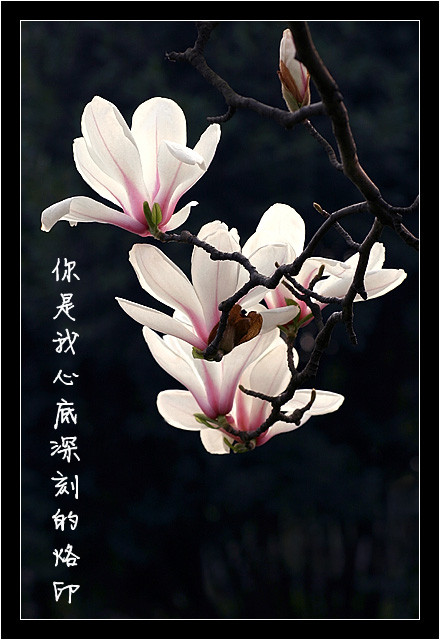 逝水流年散文你是我心底深刻的烙印外一篇
