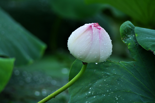 许是与一场雨失之交臂,风,贯穿了一整天的凉爽。 喜欢多雨的季节,无论是仲夏,还是浅秋,因为雨的缘固,会平白多了些许思绪,淡淡的愁,浅浅的忧,还有似有似无的思念。然,情起不知所以,一往而深。人的感情是复杂的,有时候,可以为一片绿叶,或者,为一瓣残花,而我,更多的时候,是为了那潭清水出芙蓉的荷塘,天然去雕饰的清新。 喜欢淋着细雨朦胧走在荷塘的水岸,满目摇曳着碧青,点点嫣红在目光中游离。雨因了荷塘的碧叶连连,荷色生香而充满了诗意,而荷塘,因了烟雨蒙蒙地笼罩,生出许多令人神往的飘然瞬间。 总会