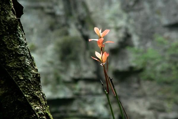 春秋交替,四季轮回。又是一度秋风劲 ,又眸一季菊花黄。秋,终于在落叶飘零中渐渐落下了帷幕, 冬,迈着蹒跚的步履悄悄来临。看着漫天落叶纷飞,感知岁月悄然流逝,岁月的年轮让我一天天变得苍老,流转的光阴让我感到一阵阵的寂莫,驻足在季节交替的渡口,渐次苍老的心境无法抚平岁月的褶皱。也许,这就是我无法敞开的刺痛,用北京沿袭的一句土话叫苍孙,老了!老了!感叹岁月如梭,感叹光阴如水,初冬时节的乍冷乍暖,不觉撩拨起我思绪翩然,也让我内心深处涌动出思念的潜流与感动的温暖.