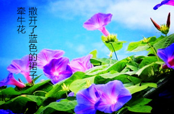 【东篱】牵牛花撒开了蓝色的裙子（组诗）
