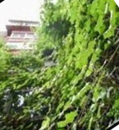 【柳岸】一株可爱的野葡萄树（随笔）