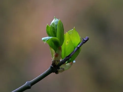 【萌芽】我的伙伴——双山寄语（诗歌）