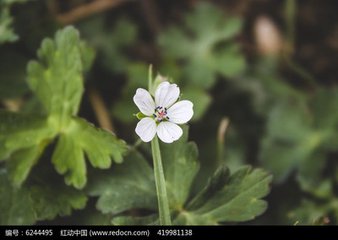 【萌芽的春天】这个春天，向一朵花致敬（散文）