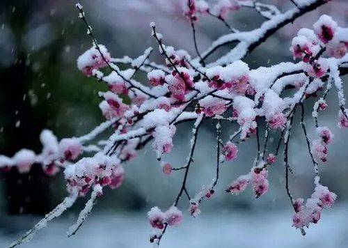 【八一】植梅听雪（散文）