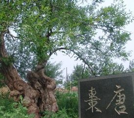 那棵老枣树