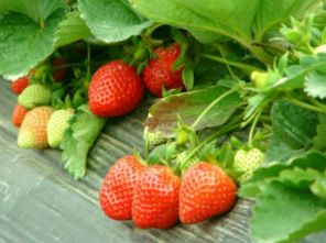 【八一】草莓好甜（诗歌·家园）