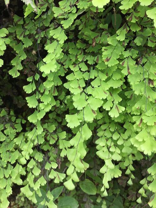 【摆渡·春】铁线草自述（散文）