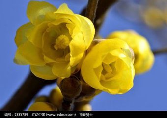迎冬花开（散文）