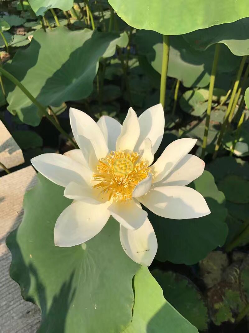 【柳岸•暖】这一个意义非凡的节日（散文）